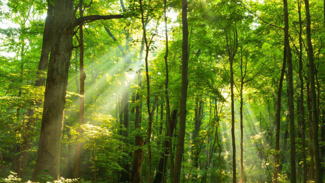 21 Mart Orman Haftası Kutlu Olsun